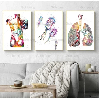 Meditsiinilise Hariduse Office Picture Plakatid Lõuendile Maali Inimese Anatoomia Lihaste Süsteem Art Print Akvarell Inimeste Arv Maal